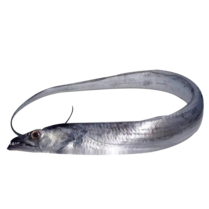 舟山帶魚(yú)