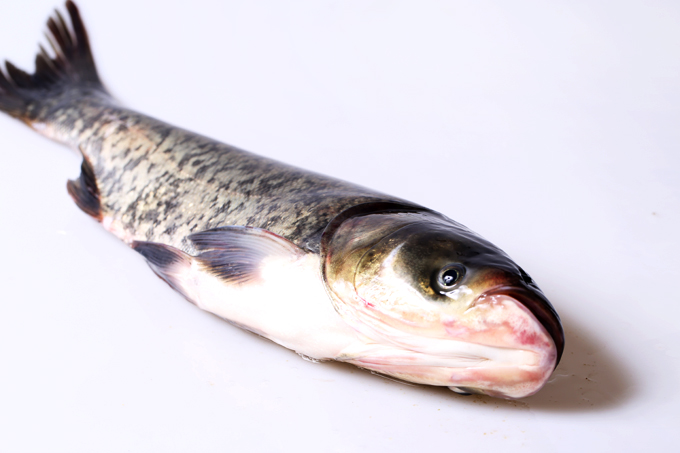 花鰱魚(yú)